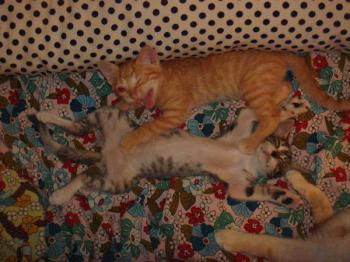 Happy Pingu Bild von Happy