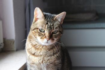 Avelina Bild von Avelina