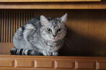 Daira Bild von Daira