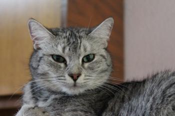 Daira Bild von Daira