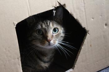 Rasty Bild von Rasty