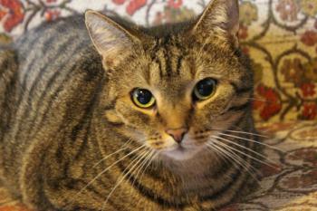 Rasty Bild von Rasty