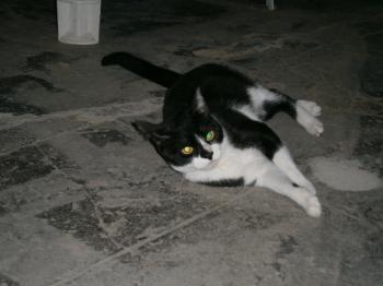 Chispita Bild von Chispita