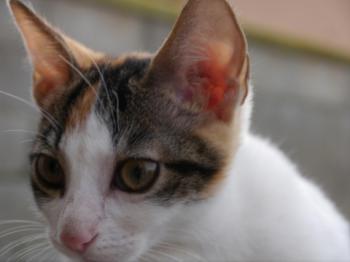 Babette Bild von Babette