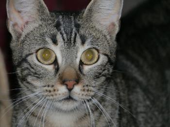 Trass Bild von Trass