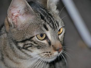 Trass Bild von Trass