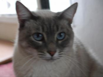 Fegasch Bild von Fegasch