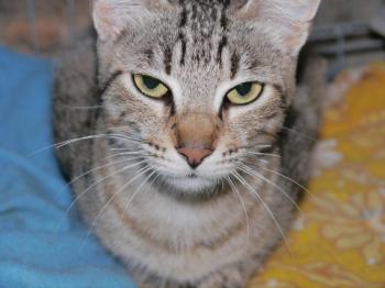 Phelina Bild von Phelina
