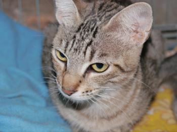 Phelina Bild von Phelina