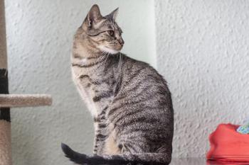 Pompeyito Bild von Pompeyito