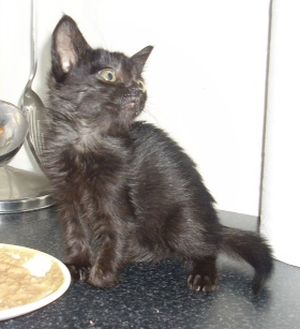 Bagheera Bild von Bagheera