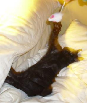 Bagheera Bild von Bagheera