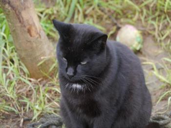 Pepper Bild von Pepper