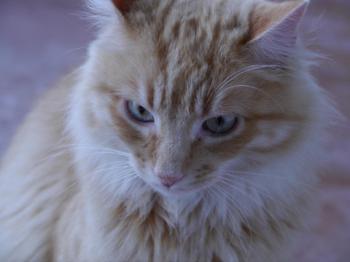 Star Bild von Star