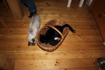 Bild von Bagheera