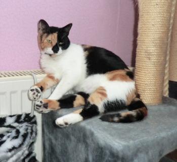 Bild von Arlequina