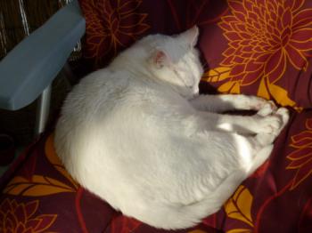 Blanca Bild von Blanca
