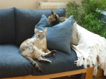 Chopi Bild von Chopi