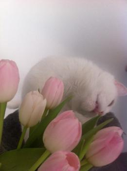 Blancanieves Bild von Blancanieves