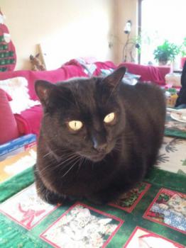 Hugo Bild von Hugo