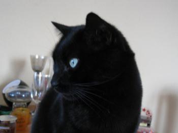 Hugo Bild von Hugo