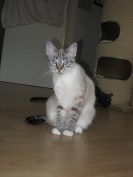 Angelines Bild von Angelines