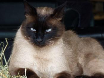 Felix Bild von Felix