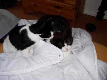 Sayuri Bild von Sayuri