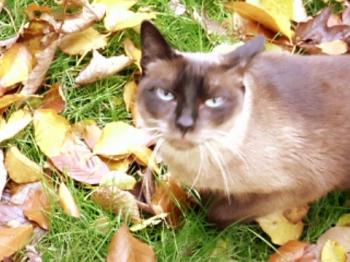 Bild von Mika