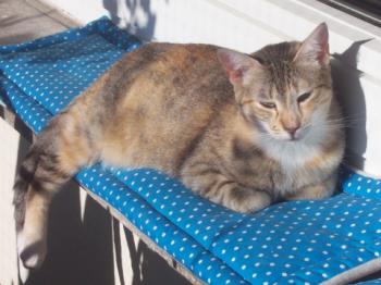 Peach Bild von Peach