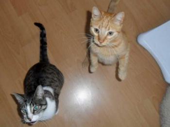 Hemingway Bild von Hemingway