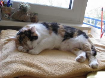 Bild von Trixi