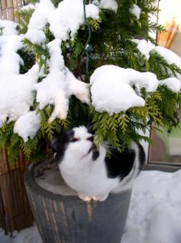 Sayuri Bild von Sayuri