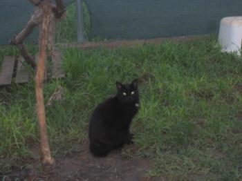 Blacky Bild von Blacky