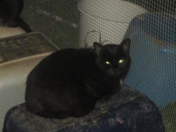 Blacky Bild von Blacky