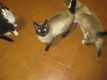 Ohne Namen 5415 Bild von Shiva