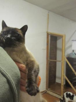 Ohne Namen 5415 Bild von Shiva