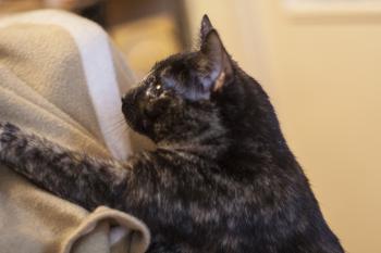Fifi Bild von Fifi