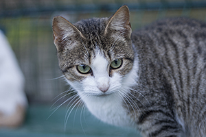 Bild von Selene