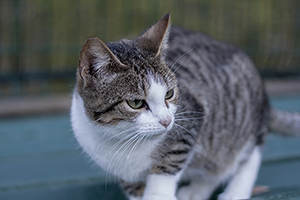 Bild von Selene