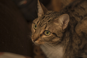 Bild von Lisa