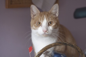 Bild von Athos