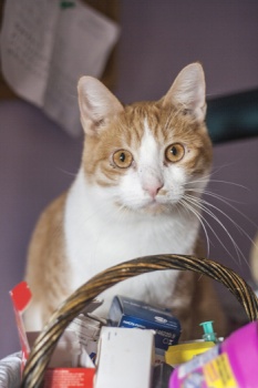 Bild von Athos