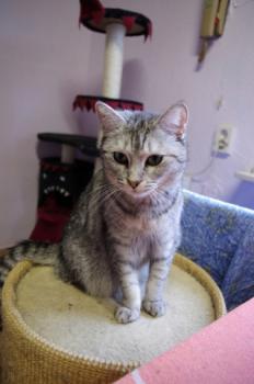 Daira Bild von Daira