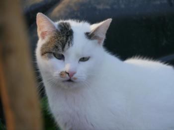 Mausi Bild von Mausi