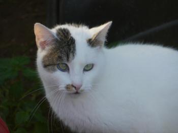Mausi Bild von Mausi
