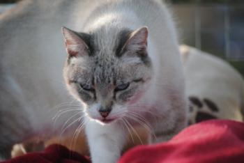 Keops Bild von Keops