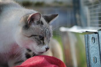 Keops Bild von Keops