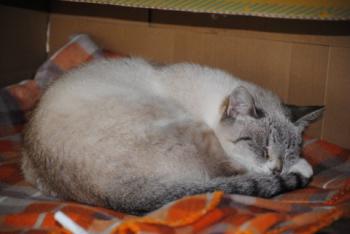 Keops Bild von Keops