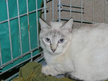 Cyntia Bild von Cyntia